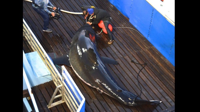 East Coast Great White Shark Mary Lee 1.jpg